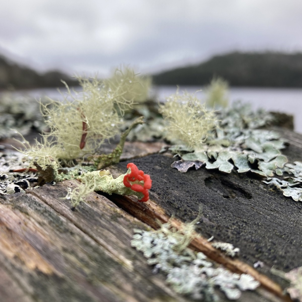 Three varieties of lichen on a wooden bridge rail, in shades of pale grey, pale yellow-green, and red. A lake and low rolling hills are in the background, out of focus.