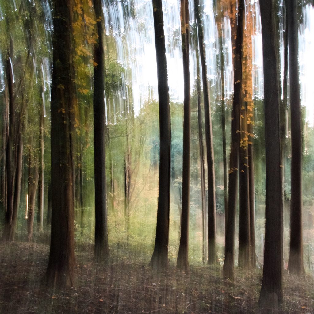 A blurred image of a dense forest with tall trees, showcasing a mix of green foliage and golden leaves, creating an abstract and ethereal atmosphere. The tree trunks in the foreground are darker than the trees across the valley in the background.