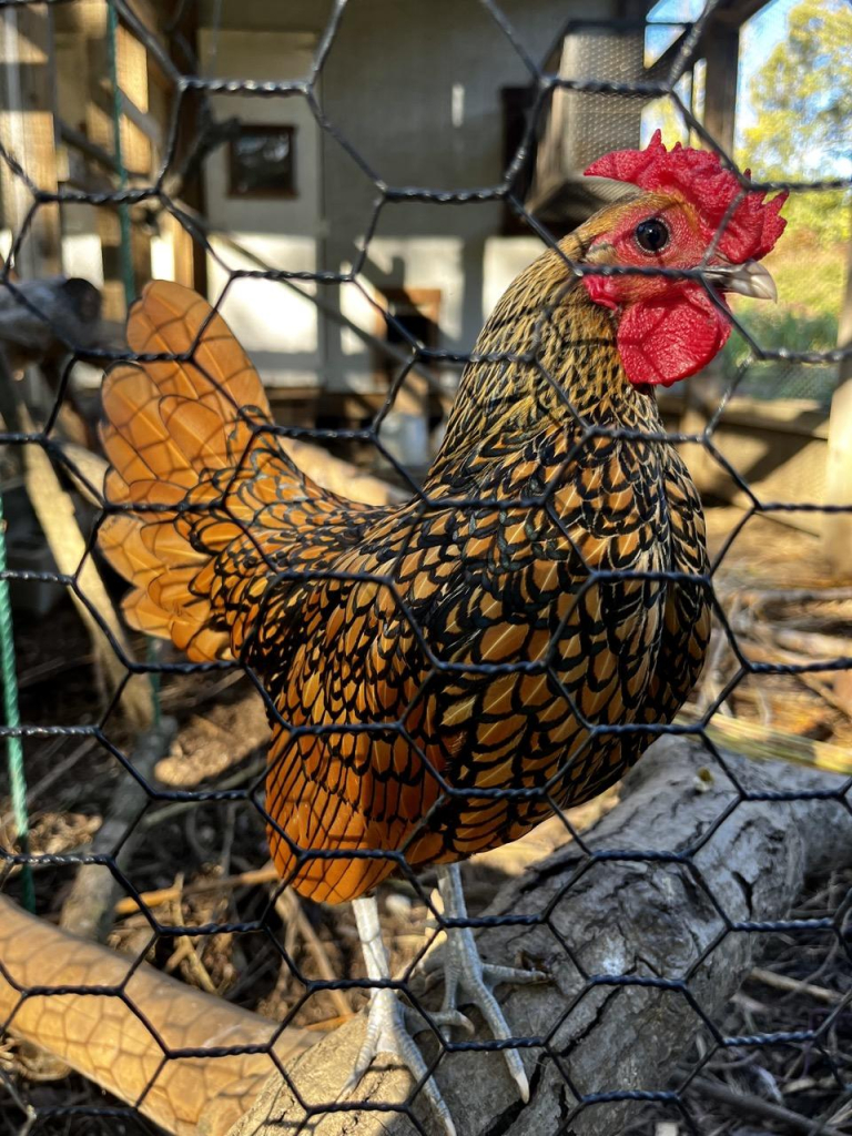 A handsome chicken with black edges around its orange gold feathers 