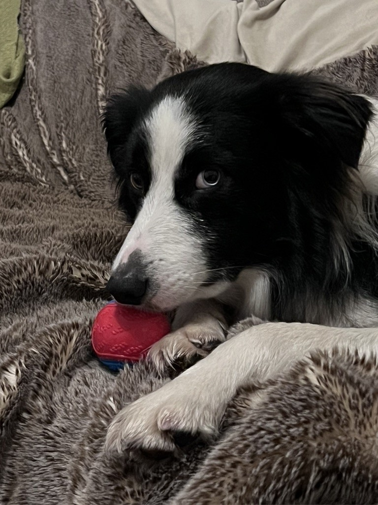 A collie lie on the sofa rolling balls off it toward the chest