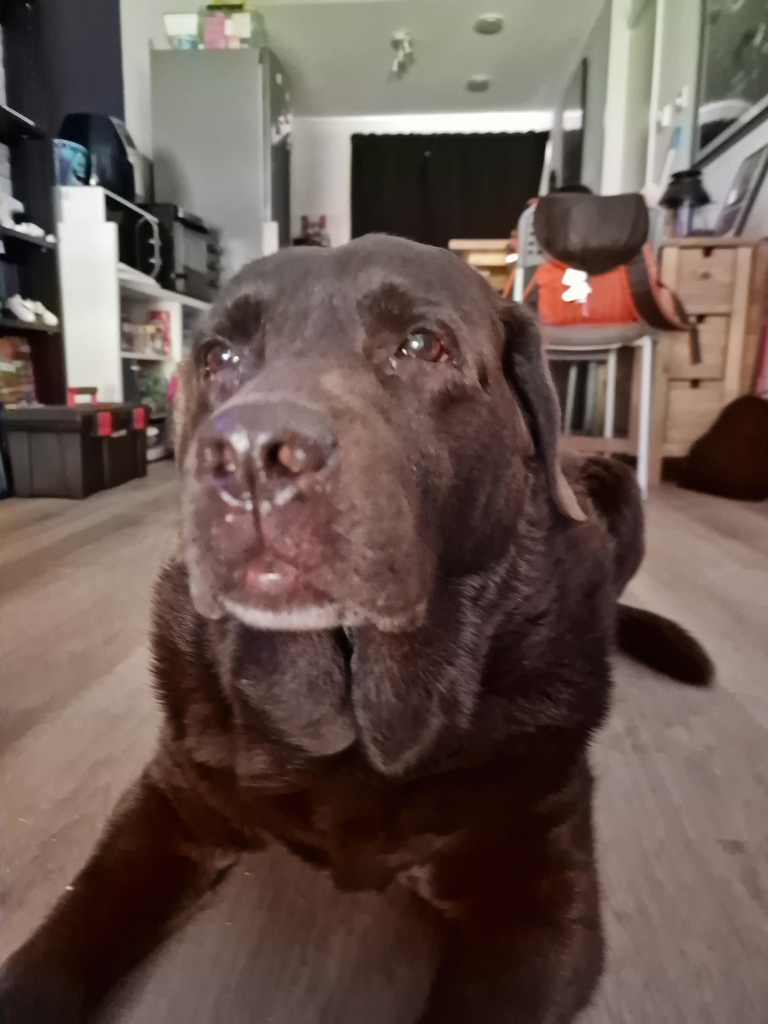 A snap of Arwen, a chocolate brown Labrador with greying snout, laying on the ground, looking very sad, as she's not been out for ages! And she's not been fed for ages as well! So she desperately needs walkies... 