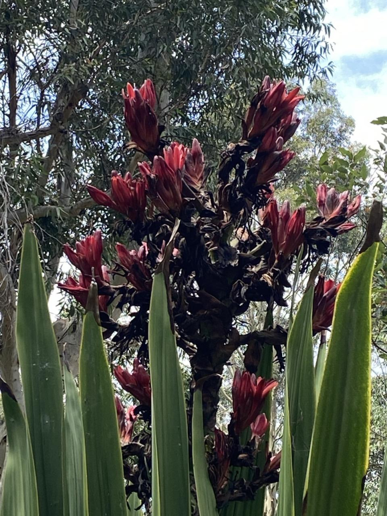 Photo of a massive dark red flower cluster above tall and straight green grass like leaves. Possibly a giant spear lily (plant id app i used agrees). Doesn't look right for a gymea lily. 