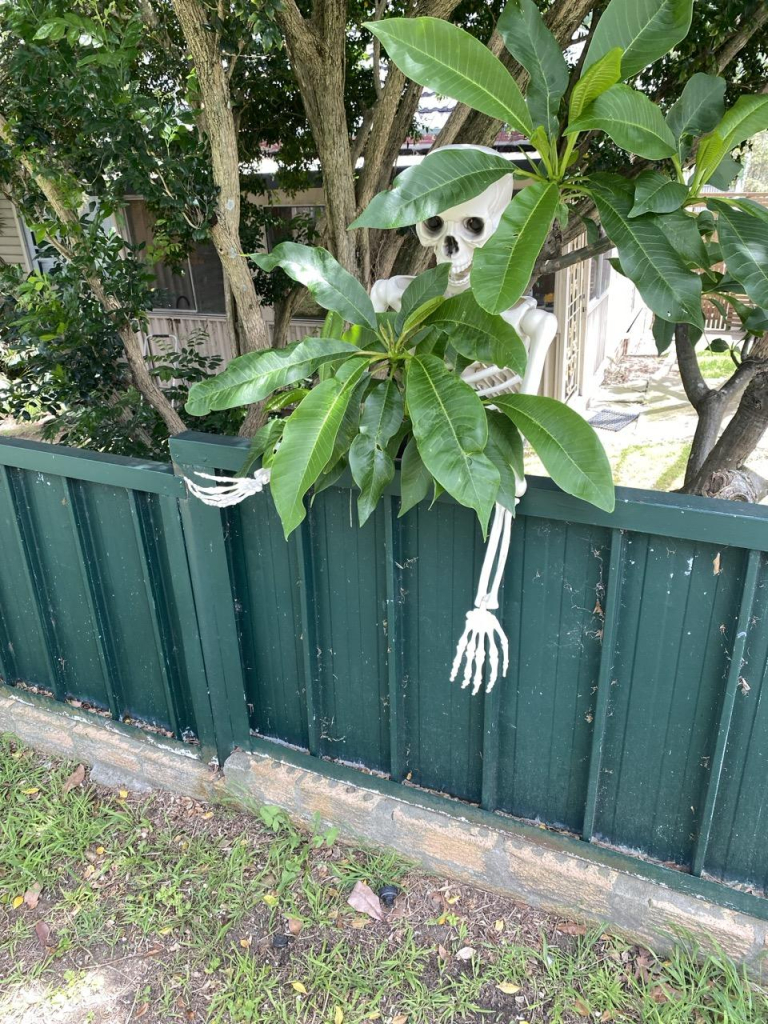 Photo of an artificial human skeleton leaning on a green colourbond front fence while peaking through frangipani leaves. 