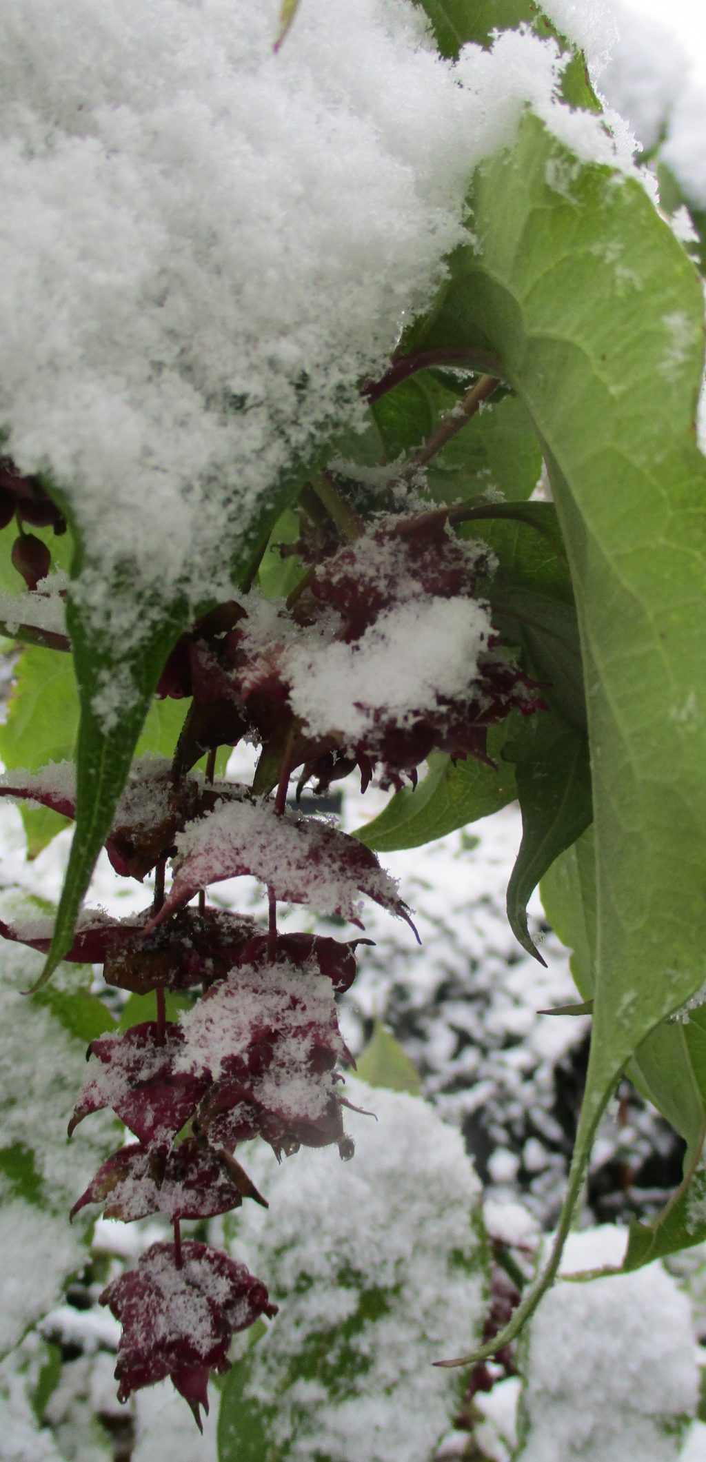 Close up of some himalayan honeysuckle blossoms and their leaves, covered in snow.