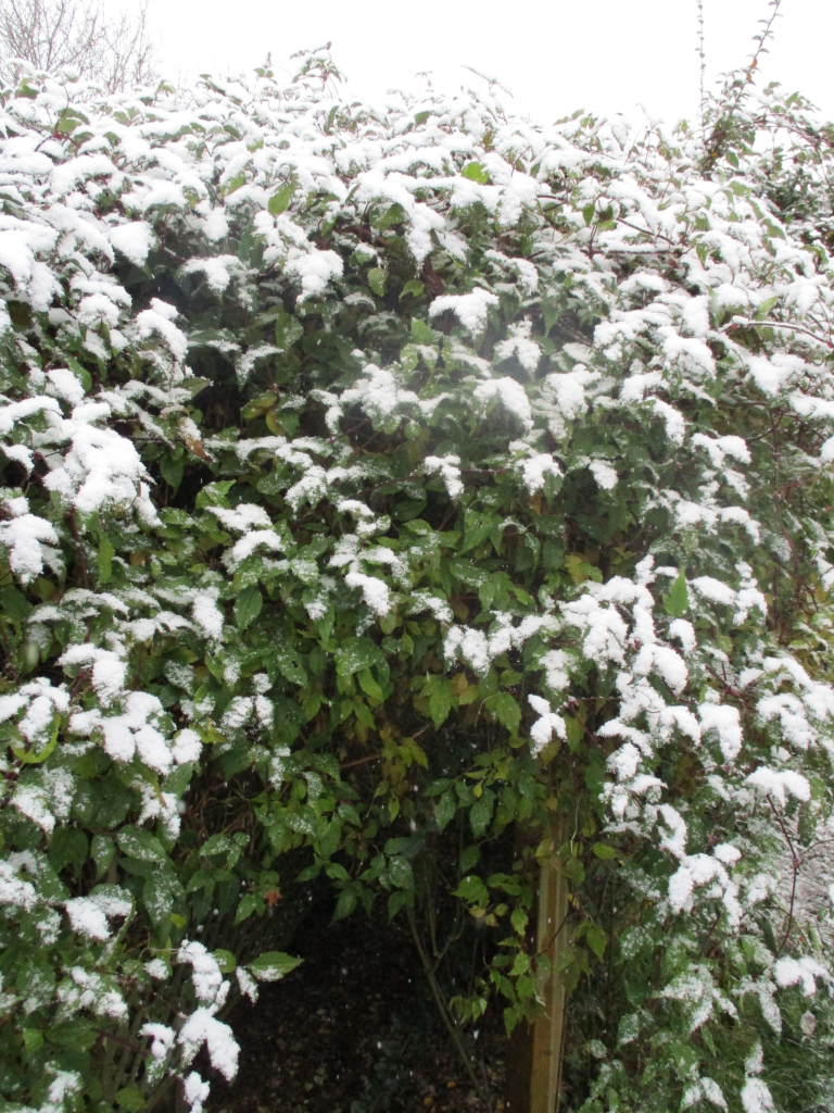 The entrance to my pergola, the green leaves dusted with snow.