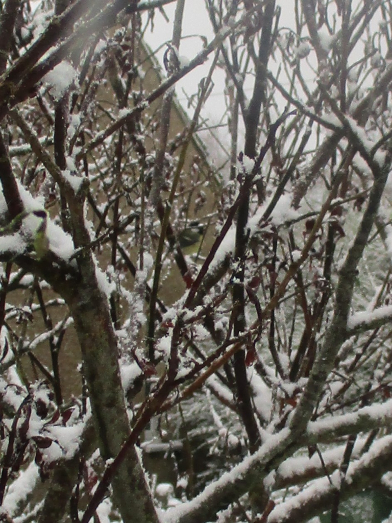 A close up of a tree in my garden, covered in snow.  There's a bird sitting on one of the branches.  Honest!