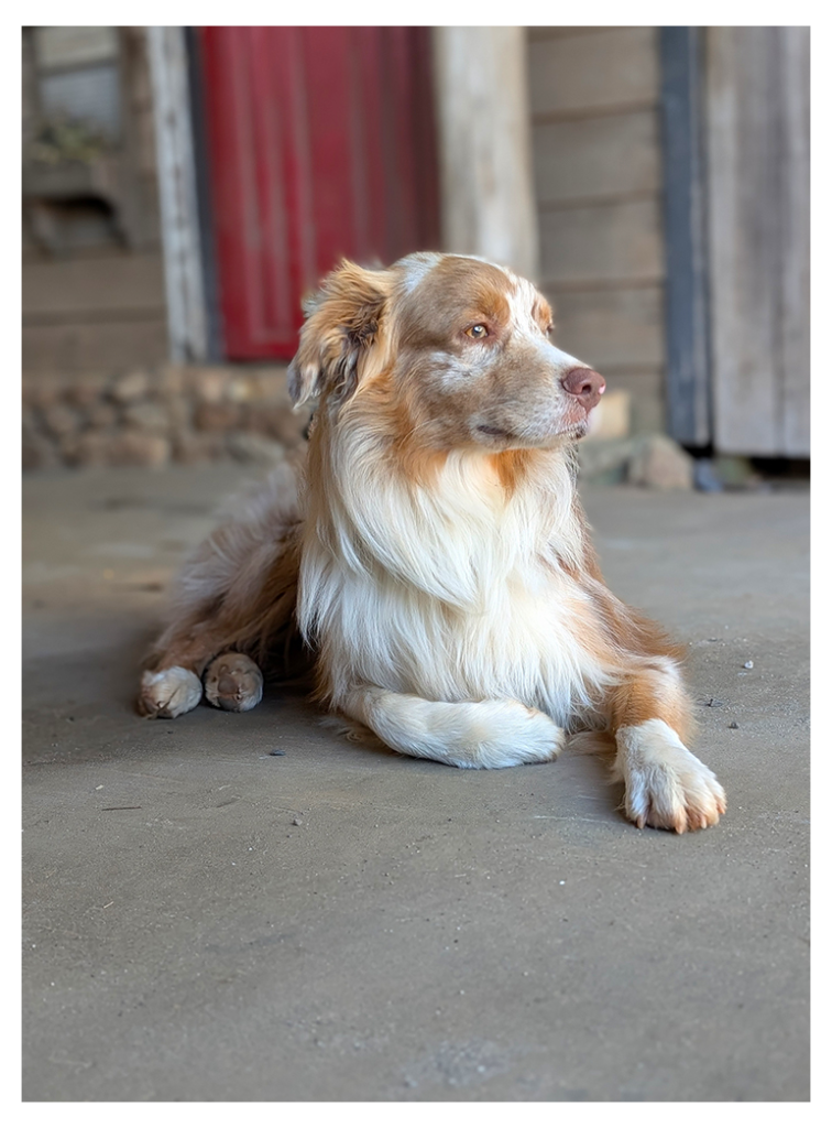 daytime. natural light. a tan/white, Red Merle Australian shepherd is lying on concrete with left front paw out, the right  tucked in, looking to the left. the background is out of focus old building with stone foundation and red door.