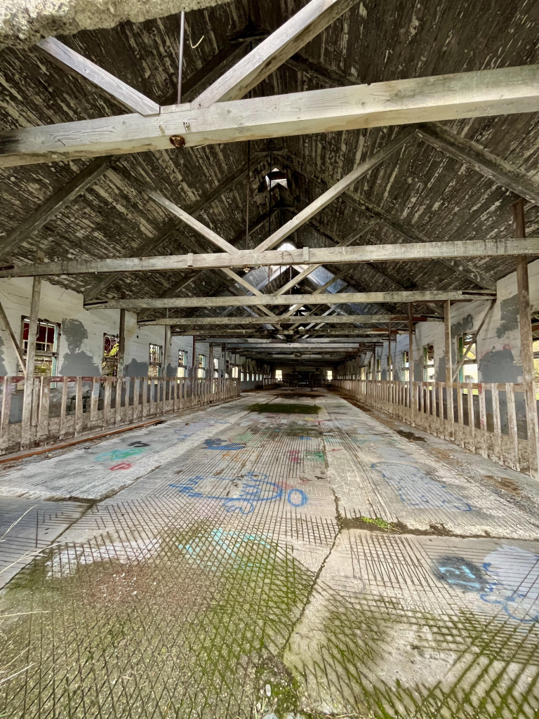 Hollow interior of a milking barn with graffiti on tge floor and a roof supported by heave wood beam.