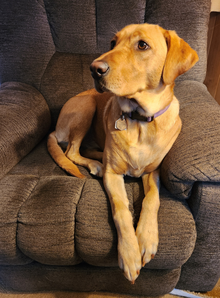 Golden Labrador retriever laying in a brown recliner with her front paws hanging over the front of the seat. She is looking to her right.