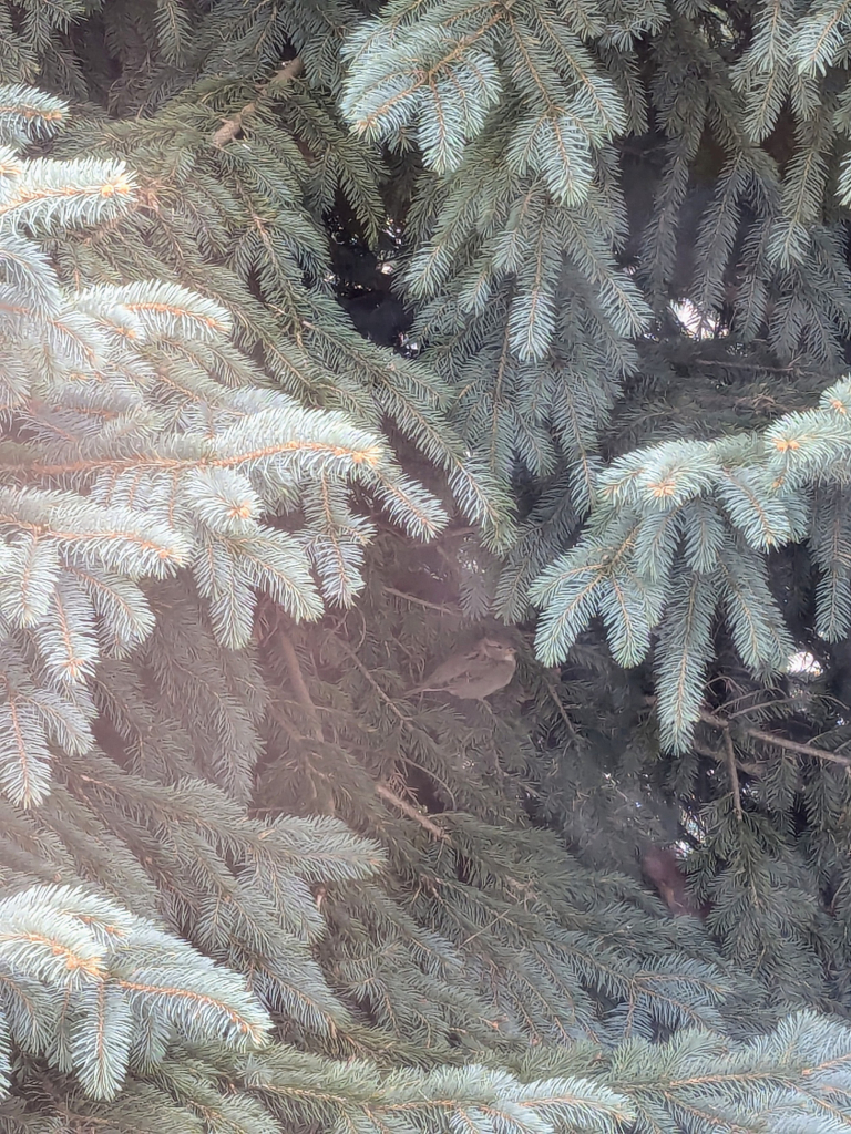 A bad phone picture taken through a window. There is a cute round bird in bid branches from a huge conifer