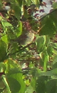 Close up of the dunnock in the honeysuckle.