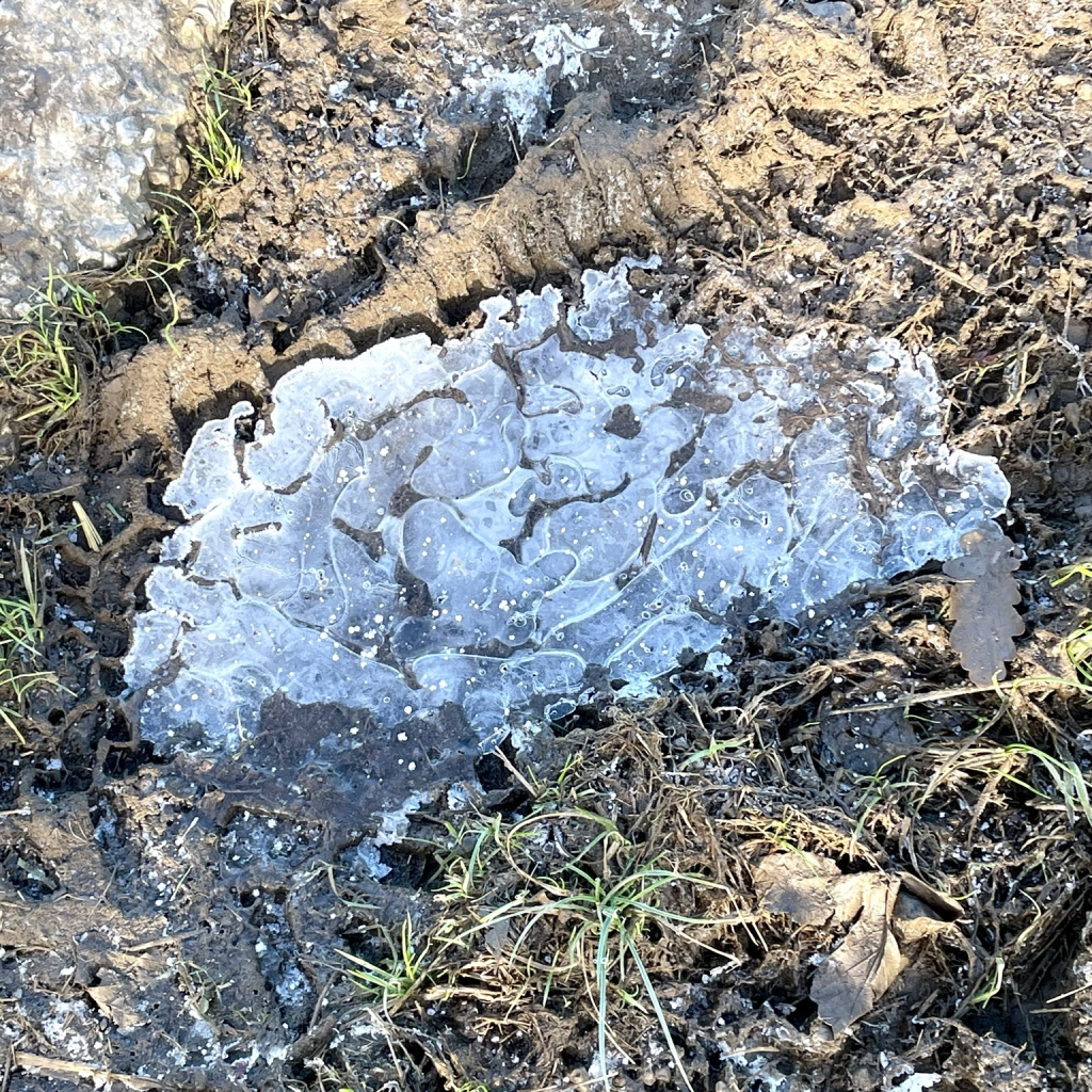 Convincingly cerebellum-shaped ice patch on road verge, complete with brain-like contours. 