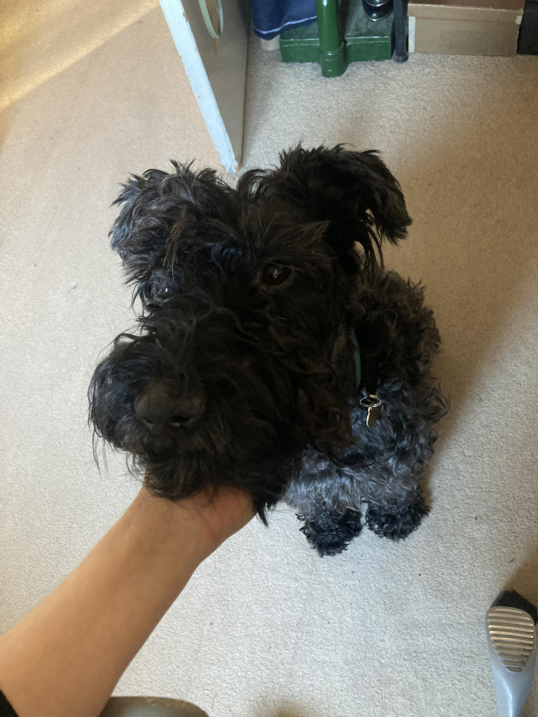 Scruffy, grey-black dog. Taken at an angle that makes his head look bigger than his body. He’s sitting very neatly, with his chin flopped into his human’s hand.