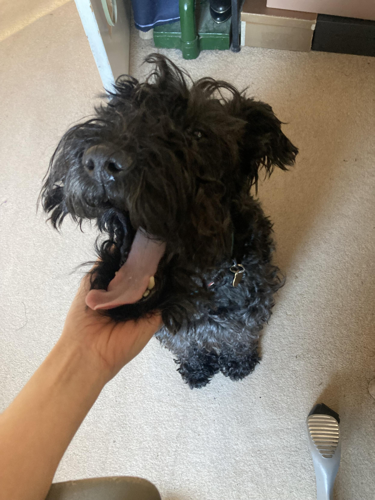 Same grey-black dog, same funny angle, but this time he’s relaxing into the chin-scritch with a luxuriant yawn. A couple of lethal teeth and a very long, pink tongue on show.