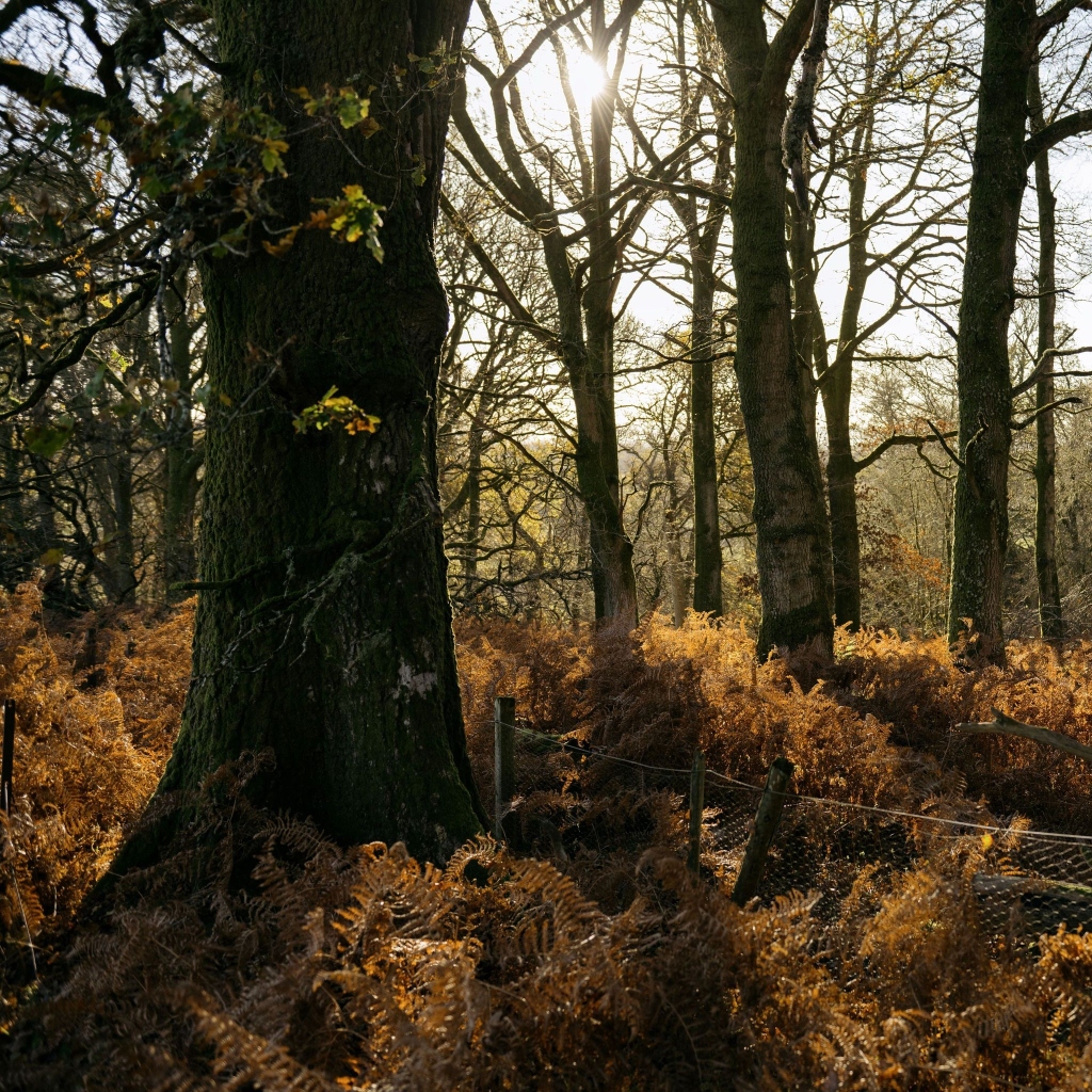 A colour photo of a woodland. The trees have lost most of their leaves and the sea of bracken is dying back but in the sun the colours are so vibrant. 