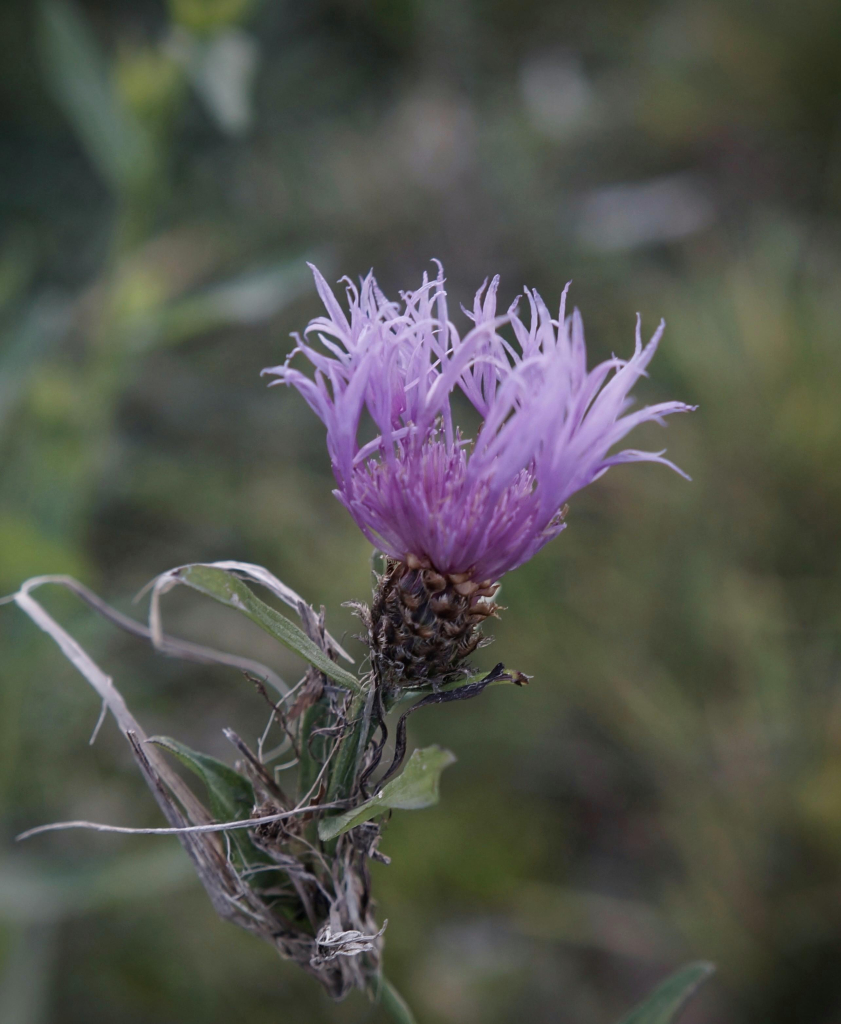 A brown knapweed blossom 