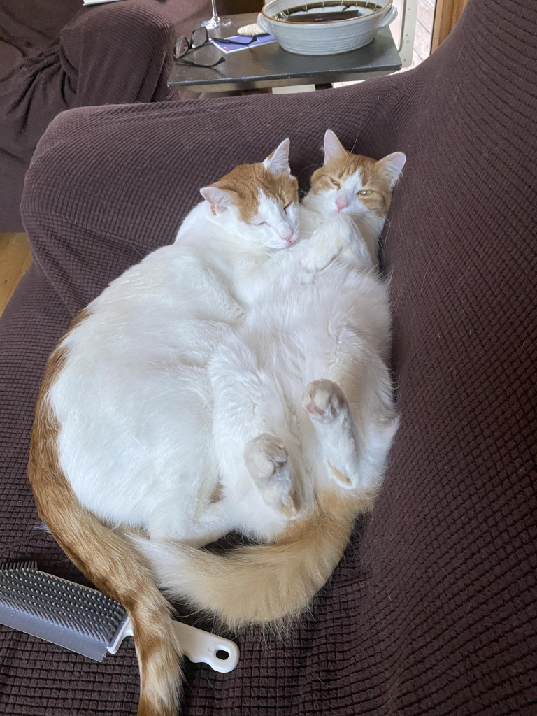 Two cats with white fur and orange markings are sleeping closely together on a brown couch. A grooming tool is placed nearby.