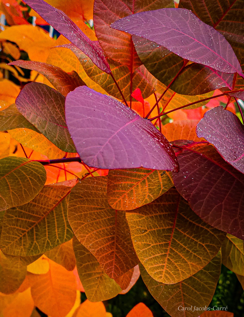 The image is of a patch of autumn colored smoke tree leaves. The leaves are full of color layers, the top being mostly purple to fuchsia, then green and red-orange, then orange, then yellow. The overall effect is like a bright silk scarf.