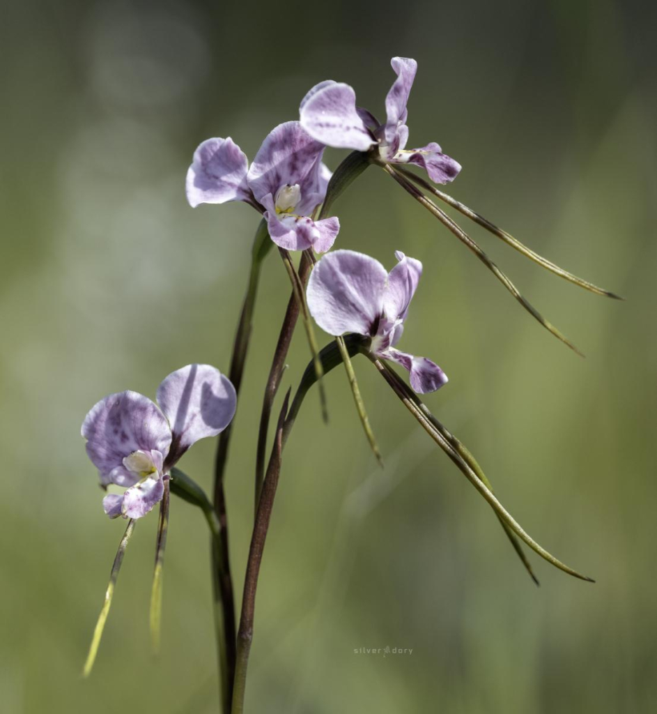 Purple donkey orchid (Diuris punctata) still flowering in mid-November on the edge of Croajingolong NP, VIC. 