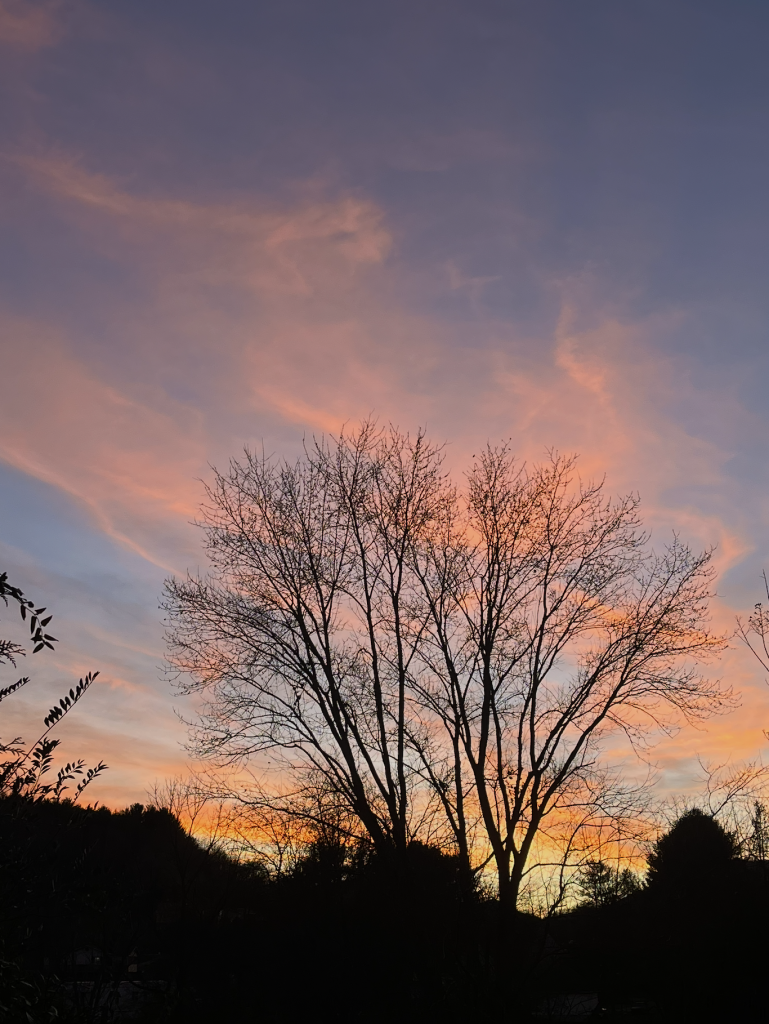 a large leafless tree behind which is a darkening blue sky and a dark mountained horizon and lots of pink and light red clouds in a sunset