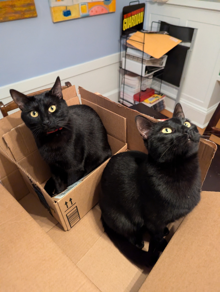 Two black cats are in a large box. One is inside a second box within the box.