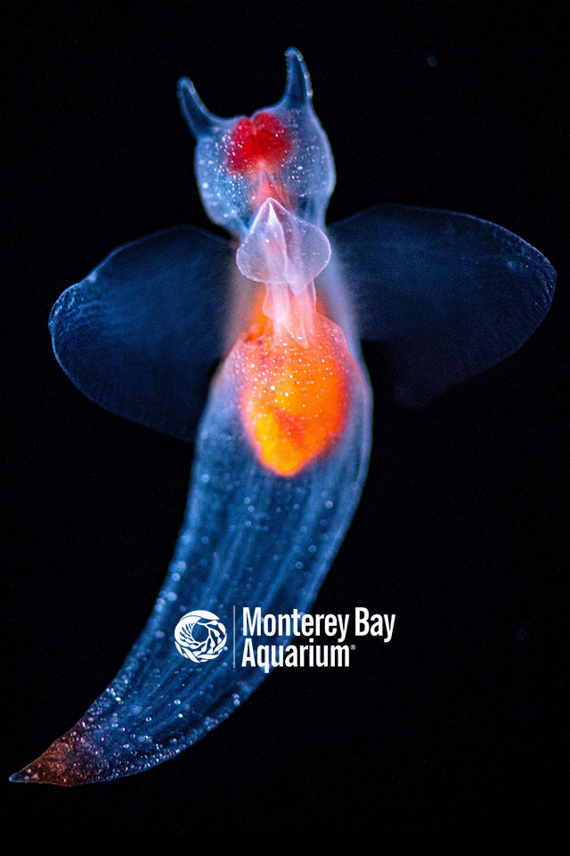 A photo of a sea angel. A type of sea snail that looks somewhat angelic 