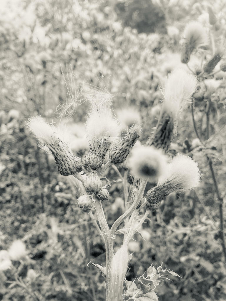 Black and white photo of creeping thistle in its fluffy stage