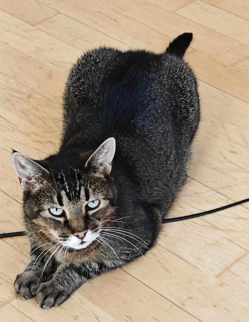 A colour photograph of a ticked tabby cat lying on a wooden floor, sphinx-like, his head turned partially towards the camera. He had a white patch on his chin and large white whiskers. He looks mischievous and cute.