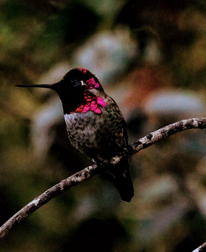 A hummingbird with a startling red collar of feathers resting on a branch.