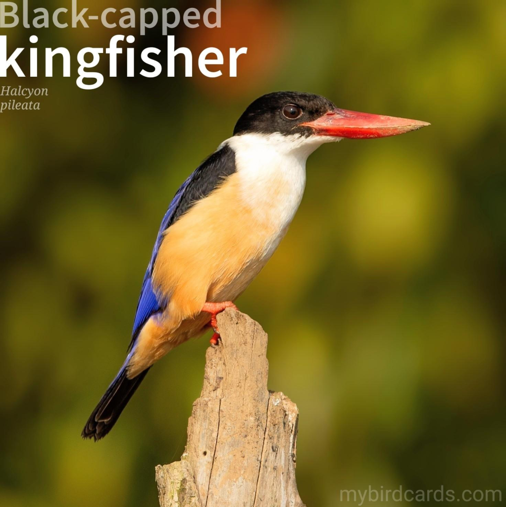 🌏 Black-capped kingfisher (Halcyon pileata)

The Black-capped kingfisher is a medium-sized bird with a black cap, purple-blue wings and back, a white collar, throat, and upper breast, and a large red bill. It inhabits coastal and mangrove areas, as well as inland wetlands and cultivated areas throughout tropical Asia. It is a solitary bird that feeds on fish, insects, crabs, and other small animals. It hunts by perching on a branch and diving into the water to catch its prey. It is a noisy bird with a variety of calls, including a loud, ringing "ki-ki-ki-ki-ki" call. It nests in burrows in riverbanks or earthen walls. No subspecies are recognised. GG 2024 (Edited)

Conservation status: Vulnerable (IUCN 3.1)

📷: Photo by udaykiran0208 via Pixabay 

XZEF