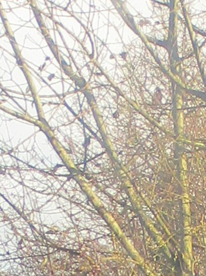 An almost leafless tree in the wood behind my back fence, under a grey sky.  Somewhere in there (no, really!) is a jackdaw.