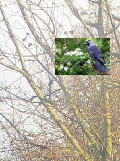 jackdaw superimposed on tree