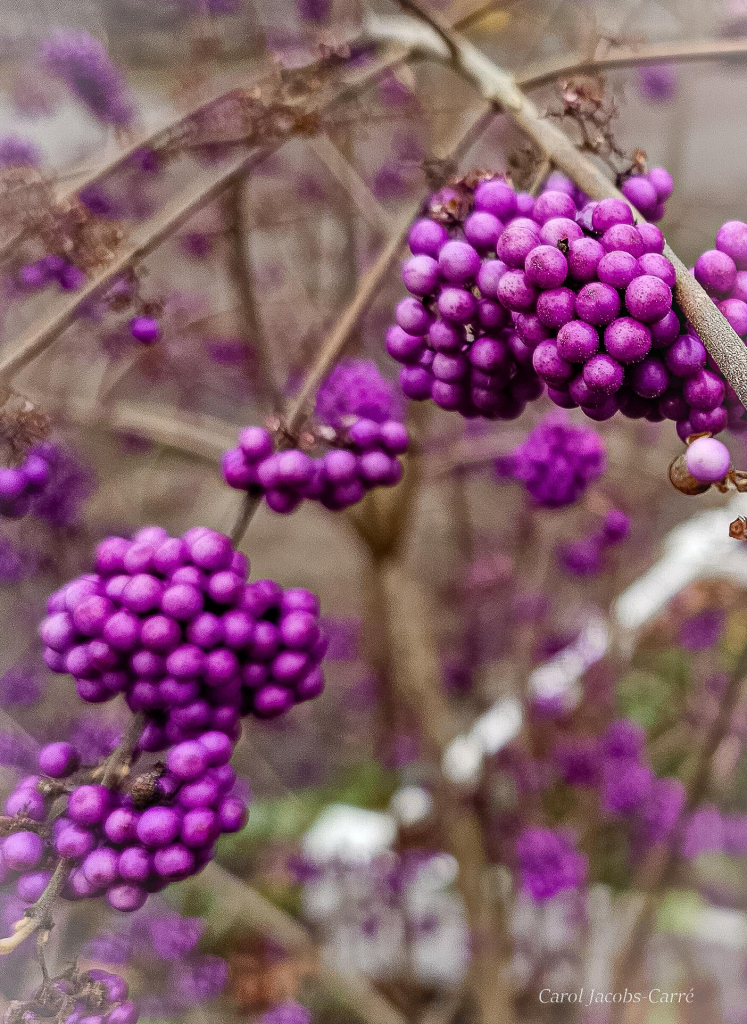 Several branches of bright magenta clusters of American beautyberry arch over a sidewalk.  The berries form tight masses that catch the eye as the dog and I walk by.