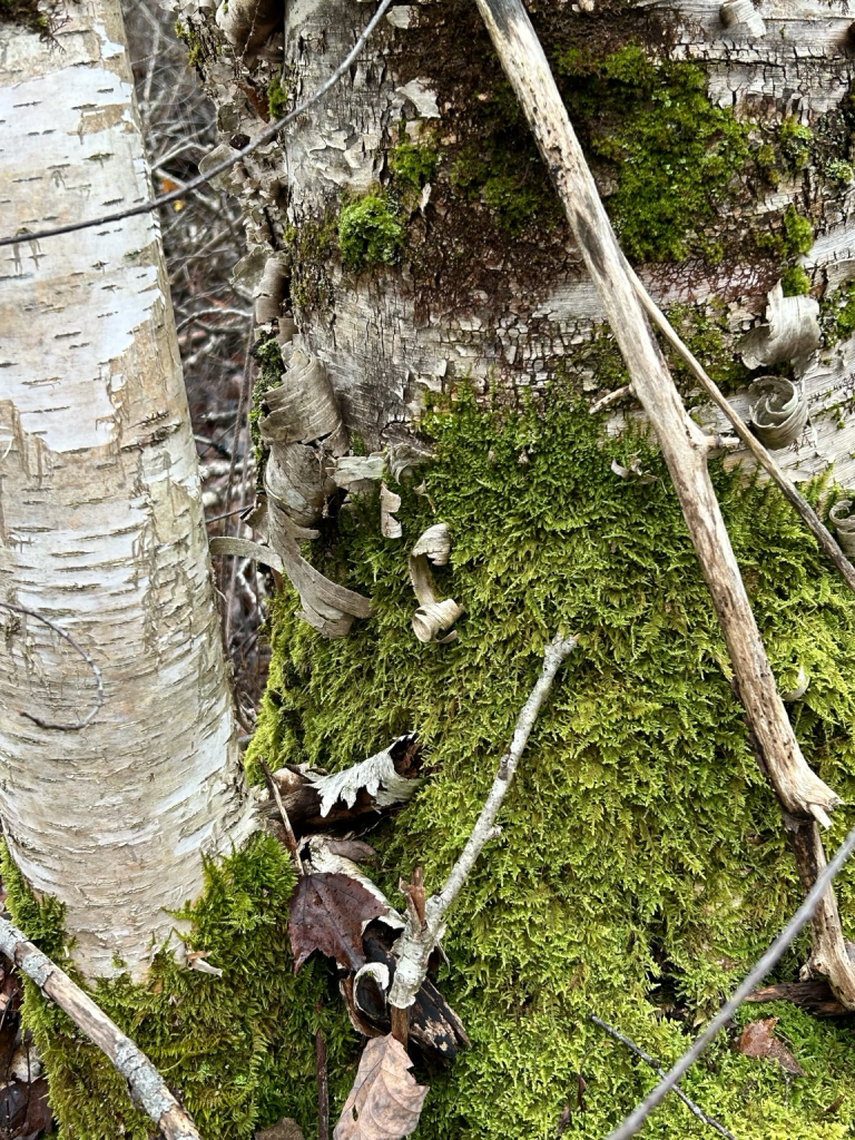 Green moss and purple lichen on a paper birch tree