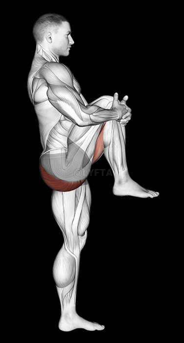 A sketched muscular man, transparently drawn to show muscle and bone shapes and movement. The man his holding his knee with his arms wrapped around it, up above his waist, standing on one foot. I go higher, to the chest, and stay for 30-90 seconds each foot, to improve my balance