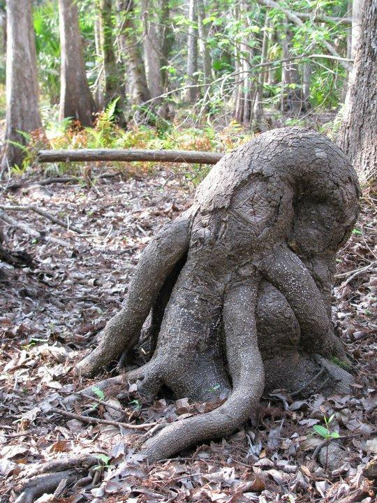 A bizarrely twisted tree in a sunlit woodland clearing, surrounded by a carpet of dry brown leaves. The tree curls back down on itself, its thick branches snaking tightly around its own trunk and curling into the ground. The general appearance is beautifully monstrous, as though the branches were tentacles. A roughly circular scar on the bark where you might expect to see an eye, if this were a creature, strengthens its Cthulhu-like vibes. A few metres beyond it are ferns and upright trees.