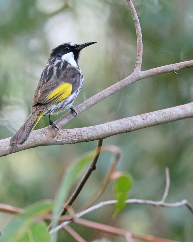 A bird, seen from below and behind, perches on a thin branch, looking upward and over its shoulder. It has a striking black and white face, mottled belly and back, and brown wings wings a large splash of bright yellow on them.