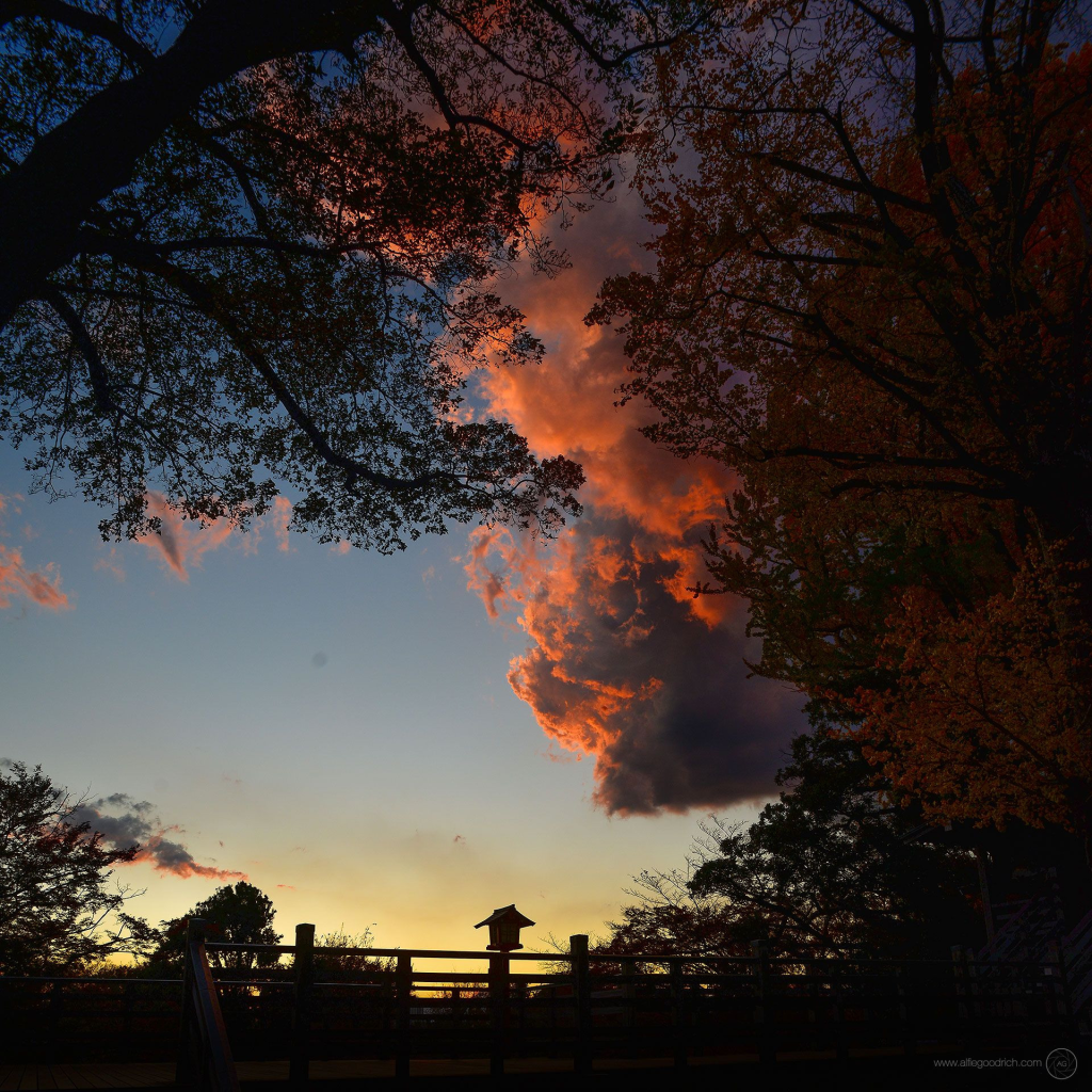 A square cropped photo made during the autumn of 2023, at Todoroki Shrine in Tokyo, Japan. 

It's the very last light of the day. And what a day it has been. This last light is magnificent. The foreground - a fence, a Japanese shrine lantern, some small trees - is all in silhouette. Sections of the trees overhead which aren't catching the sunset are silhouetted, too. A little of the yellow and orange colors of some of the leaves is still coming through as dusk falls. The clouds in the sky are dramatically kissed by the most beautiful deep pink hues. It's silent at the shrine. Myself and two other people are standing in the silence. In awe. 