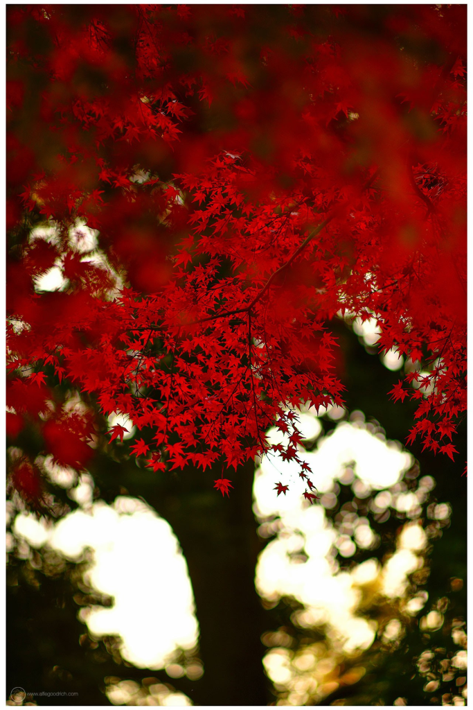 A portrait orientation photo made during the autumn of 2023, at Todoroki Shrine in Tokyo, Japan. 

This was made with an 80-200mm lens on my Nikon. At the 200mm end. So it's more of a detail of the leaves, with the tree itself reduced to bokeh in the background. The layers of red momiji (maple) leaves are a brilliant red. A branch full of them in the middleground of the photo is in sharp focus. Some leaves nearer to me are bokeh. The last of the sunlight, in the background, is rendered in golden bokeh balls. 