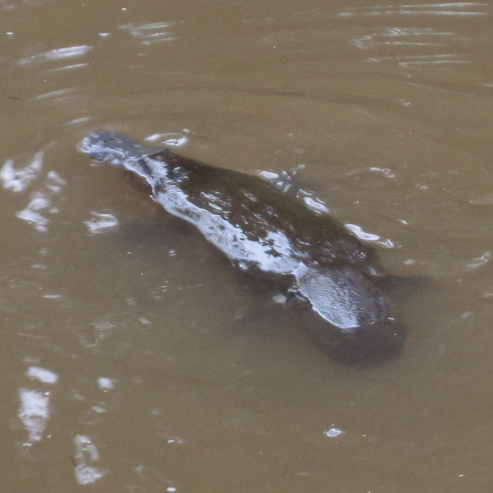 Photo of a platypus floating on top of a muddy dam with its beaver-like tail towards the camera. Its grey beak is moving as it grinds up food - probably insect larvae or baby crayfish - that it found at the bottom of the water.