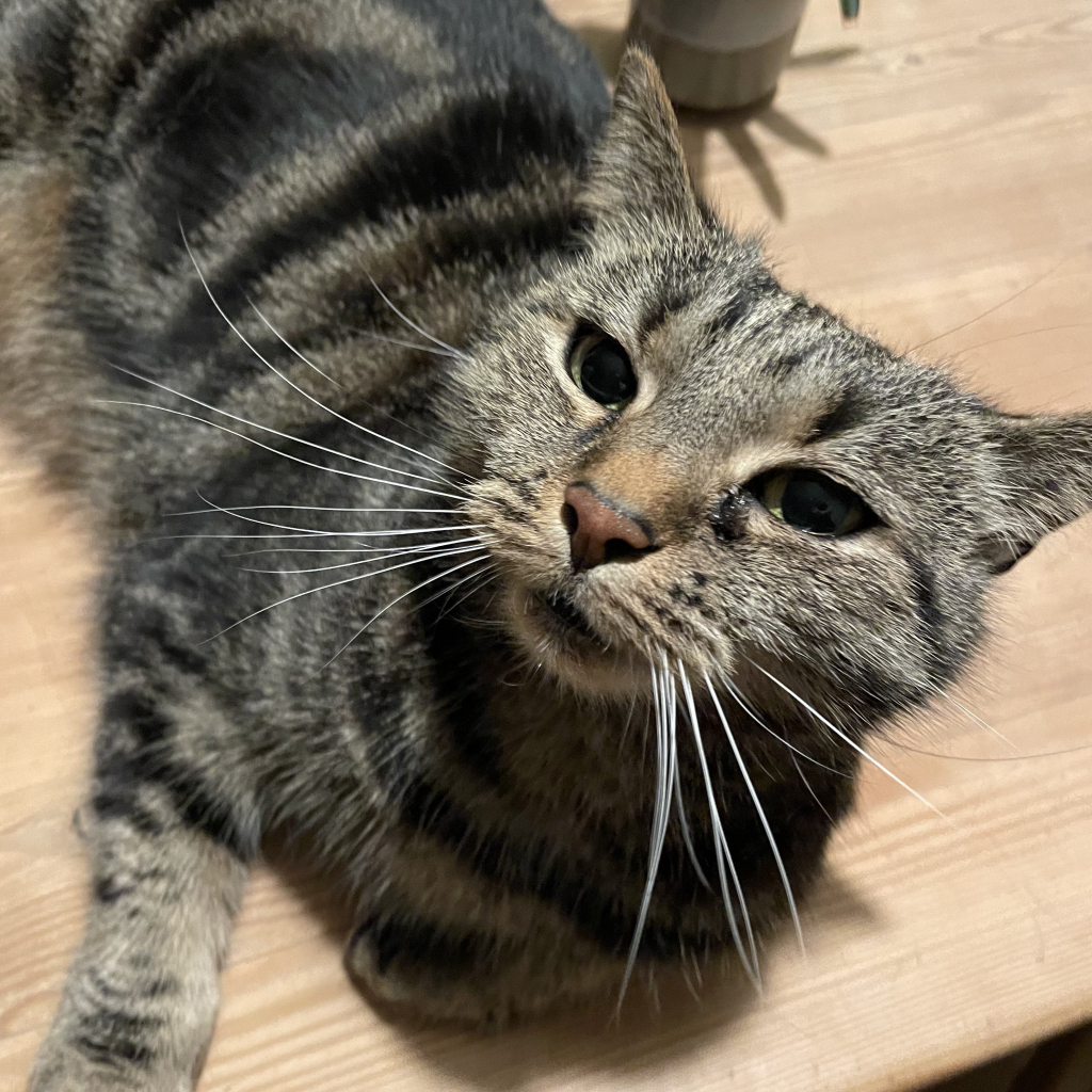 Well-lit grey female tabby cat lying on pine kitchen table, knowing how cute and scritchable she is. 