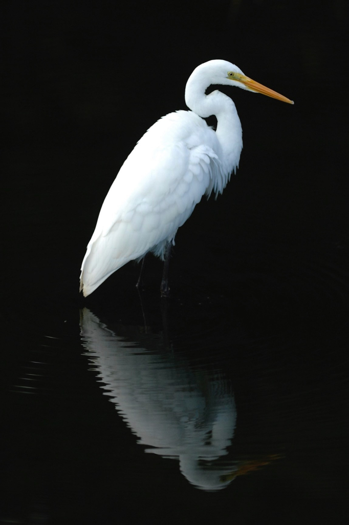 A white Great Egret stands in calm water, showcasing its reflection against a dark background.