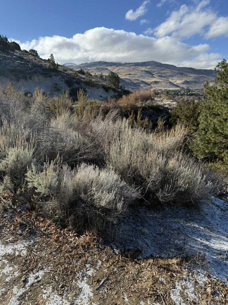 A vertical photo of a large sagebrush on the side of a trail. A thin layer of snow is left on the ground. Beyond the sagebrush is a switchback of slopes, then far mountains. Clouds are coming up from behind the mountains into blue sky. 