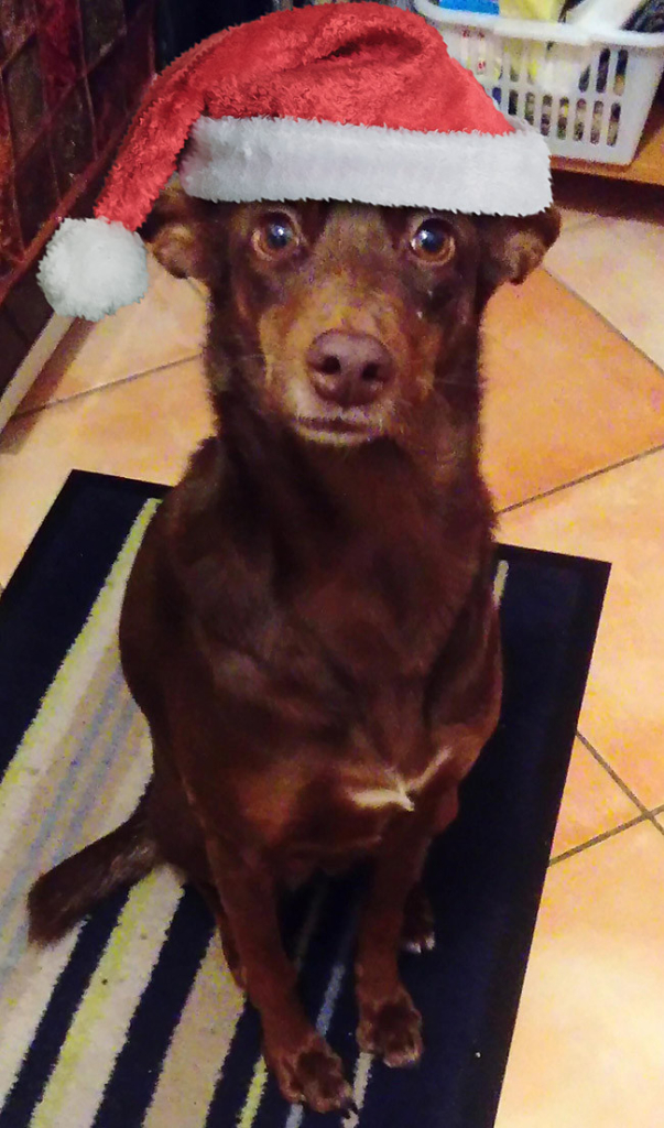 A brown dog sitting on a rug in a kitchen, with a rather pleading look, and now wearing a Santa hat.