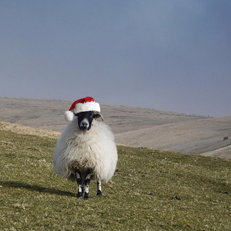 Colour photograph of an immensely woolly white sheep with a black face and small horns it is standing on a stretch of short grass staring straight at the camera. There are hills visible behind and the sky is a dark grey blue. It is wearing a Santa hat.