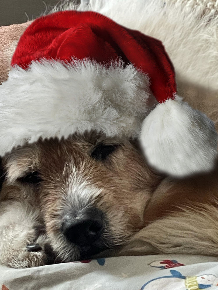 Close up of a dog's face sleeping. His paw and tail curled under chin. The dog has fluffy brown, white, black, and gray hairs. He is wearing a fluffy Santa hat.