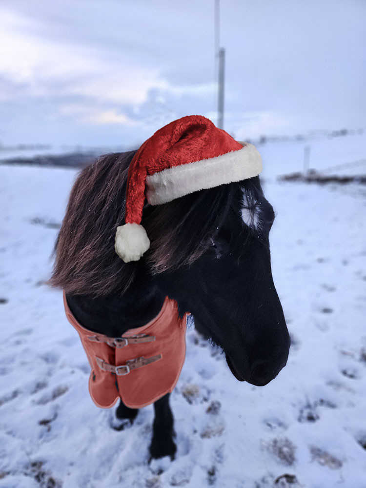 A photo of a black highland pony looking coy in a snowy field. She's wearing a red rug and fluffy red and white Santa hat.