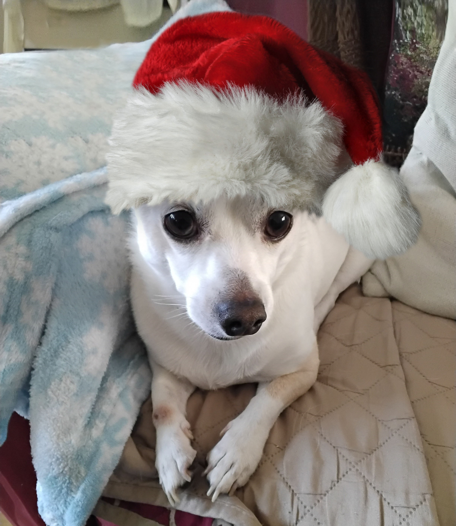 Vertical color photo of a Chhuahua mix named Archie wearing a very big and fluffy Santa hat.