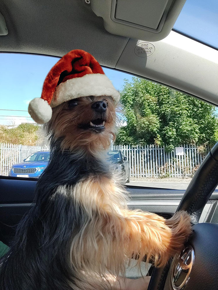 A tiny 2kg Yorkie terrier, standing with two paws on a Toyota branded steering wheel looking at her favourite human with her mouth partially open as if smiling. She is wearing a bright and fluffy Santa hat.