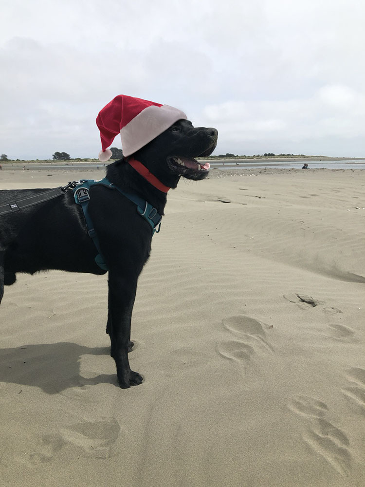 A very happy black Labrador standing on a beach with a big smile. He is wearing a Santa hat.